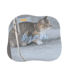 のらネコの日常（個別スタンプ：8）