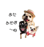 キキララルルすたんぷたちず（個別スタンプ：4）