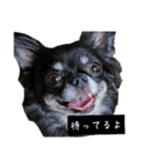 キキララルルすたんぷたちず（個別スタンプ：18）