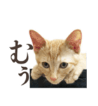 働く猫 ゆる〜く頑張る編（個別スタンプ：4）