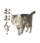 働く猫 ゆる〜く頑張る編（個別スタンプ：12）