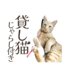 働く猫 ゆる〜く頑張る編（個別スタンプ：25）