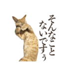 働く猫 ゆる〜く頑張る編（個別スタンプ：28）