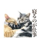 働く猫 ゆる〜く頑張る編（個別スタンプ：37）