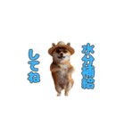 踊る柴犬の夏（個別スタンプ：21）