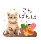 背景が動く！夏の猫ちゃんスタンプ♪（個別スタンプ：4）