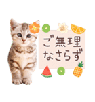 背景が動く！夏の猫ちゃんスタンプ♪（個別スタンプ：11）