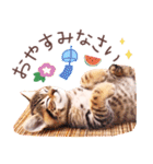 背景が動く！夏の猫ちゃんスタンプ♪（個別スタンプ：23）