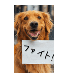 【BIG】犬からの手紙⭐️（個別スタンプ：25）