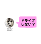 LINE風のLINEスタンプ 子福 Ve（個別スタンプ：8）