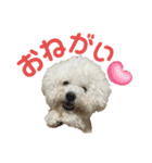 ビションフリーゼ ベルちゃんスタンプ1st（個別スタンプ：9）