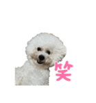 ビションフリーゼ ベルちゃんスタンプ1st（個別スタンプ：18）