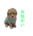 中村家いぶら（個別スタンプ：9）