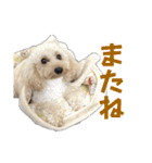 中村家いぶら（個別スタンプ：12）