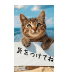 【BIG】猫からの手紙⭐️（個別スタンプ：10）