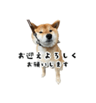 うちの柴犬スタンプ2(よくつかう)（個別スタンプ：2）