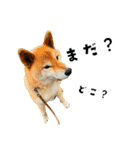 うちの柴犬スタンプ2(よくつかう)（個別スタンプ：3）