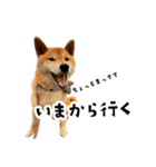 うちの柴犬スタンプ2(よくつかう)（個別スタンプ：4）