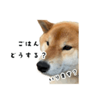 うちの柴犬スタンプ2(よくつかう)（個別スタンプ：5）