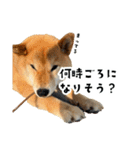 うちの柴犬スタンプ2(よくつかう)（個別スタンプ：9）