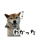 うちの柴犬スタンプ2(よくつかう)（個別スタンプ：11）