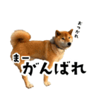 うちの柴犬スタンプ2(よくつかう)（個別スタンプ：12）