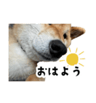 うちの柴犬スタンプ2(よくつかう)（個別スタンプ：14）