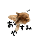 うちの柴犬スタンプ2(よくつかう)（個別スタンプ：15）