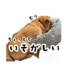 うちの柴犬スタンプ2(よくつかう)（個別スタンプ：16）