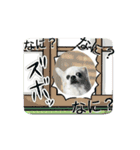 やんちゃ犬の動くリアクション（個別スタンプ：11）