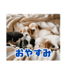 リアル☆子犬たちのかわいいひととき（個別スタンプ：6）