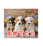 リアル☆子犬たちのかわいいひととき（個別スタンプ：10）