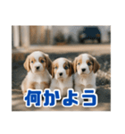 リアル☆子犬たちのかわいいひととき（個別スタンプ：13）