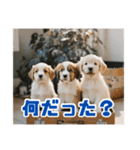 リアル☆子犬たちのかわいいひととき（個別スタンプ：30）