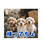 リアル☆子犬たちのかわいいひととき（個別スタンプ：31）