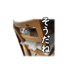 うちのネコ「まる」（個別スタンプ：38）