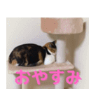 我が家の猫ちゃんスタンプだよ（個別スタンプ：6）