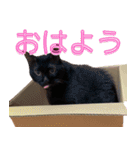 我が家の猫ちゃんスタンプだよ（個別スタンプ：14）