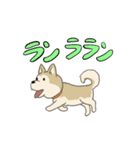 柴犬ミックス 散歩に行こう！（個別スタンプ：21）