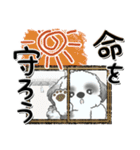 Black ＆ White シーズー犬『夏真っ盛り』（個別スタンプ：14）