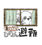 Black ＆ White シーズー犬『夏真っ盛り』（個別スタンプ：21）