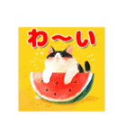 ハチワレ猫☆夏スタンプ（個別スタンプ：14）