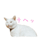 まいにち福くん3（個別スタンプ：11）