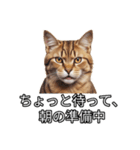 その時の気分で様変わり 多重人格猫（個別スタンプ：29）