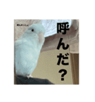 おまめっていってる（個別スタンプ：11）