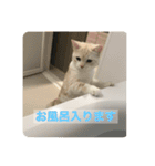 ポコ猫-poco cat（個別スタンプ：14）