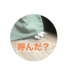 ポコ猫-poco cat（個別スタンプ：15）