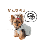ちまきスタンプbyKumicco（個別スタンプ：1）