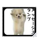 犬メッセージスタンプ 01（個別スタンプ：10）