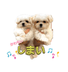 メロメロのMel♡dy ＆モッチモチのモッチー（個別スタンプ：1）